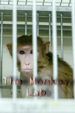 The Monkey Lab